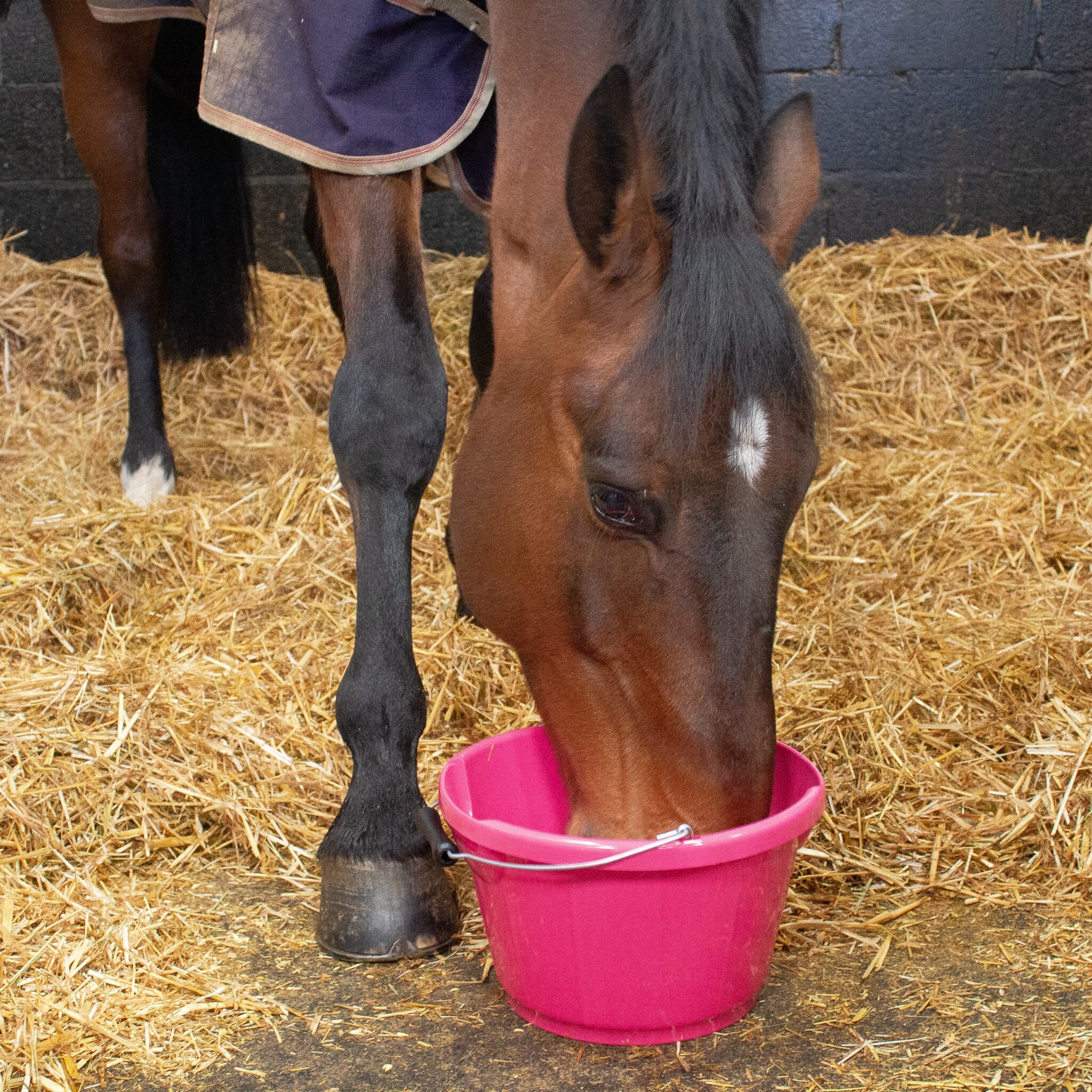 Gorilla Plas - Gorilla Plas 10L Feed Bucket -Pink