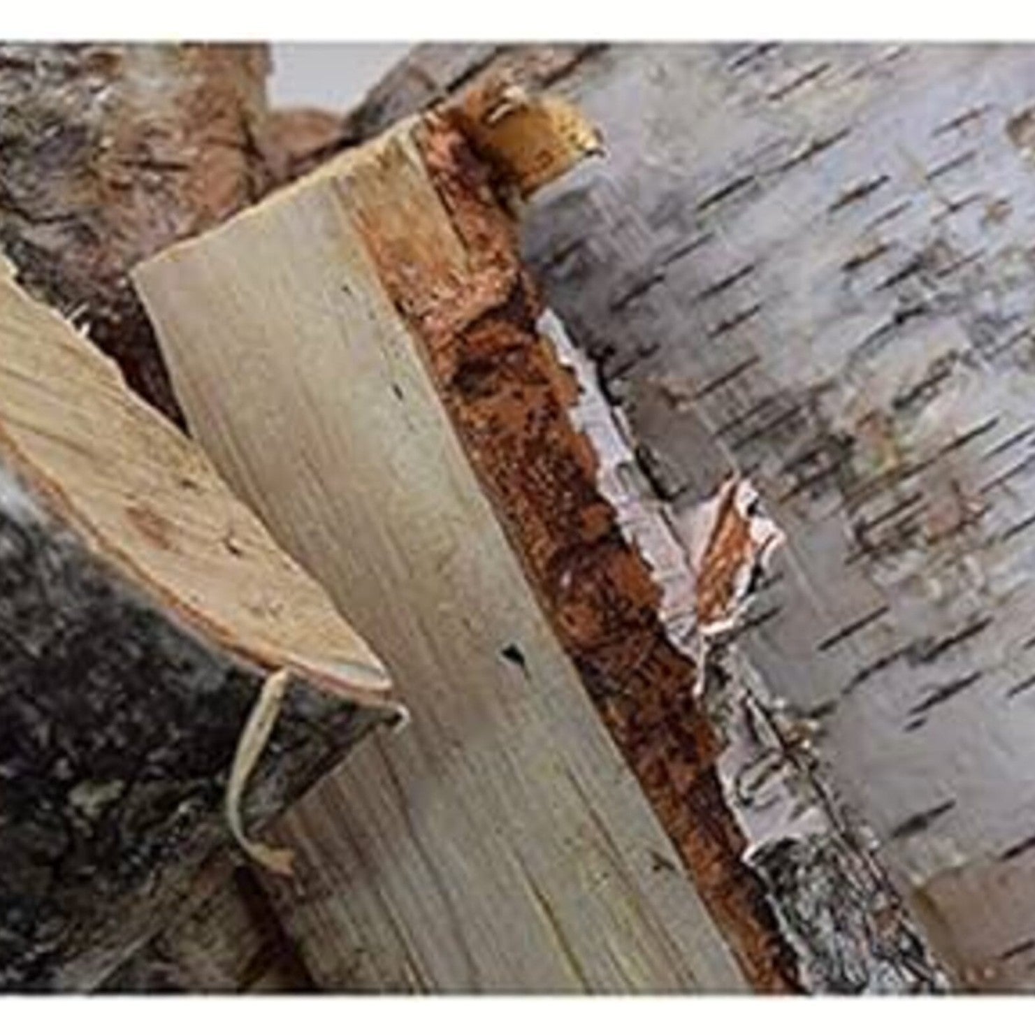 Bad Axe Birch Firewood 21l ehdxb
