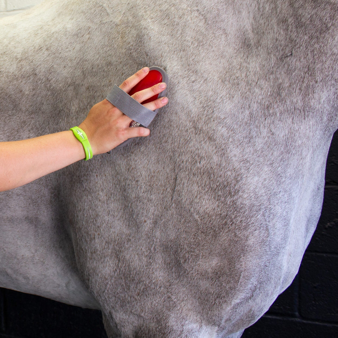 Grooming  - Body brush