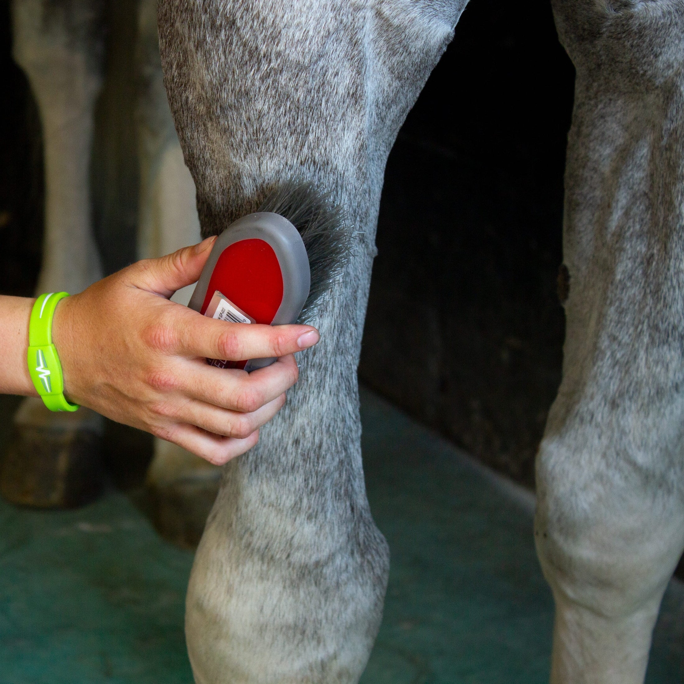 Grooming  - Body brush