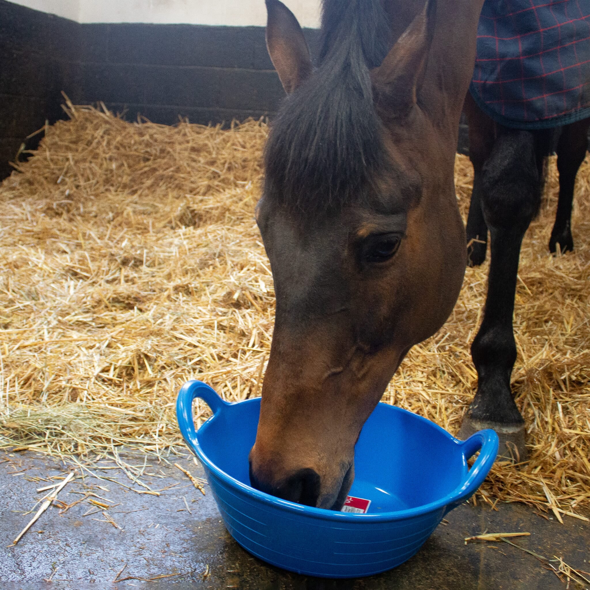 Gorilla Plas - Gorilla Plas Small Skip -Blue