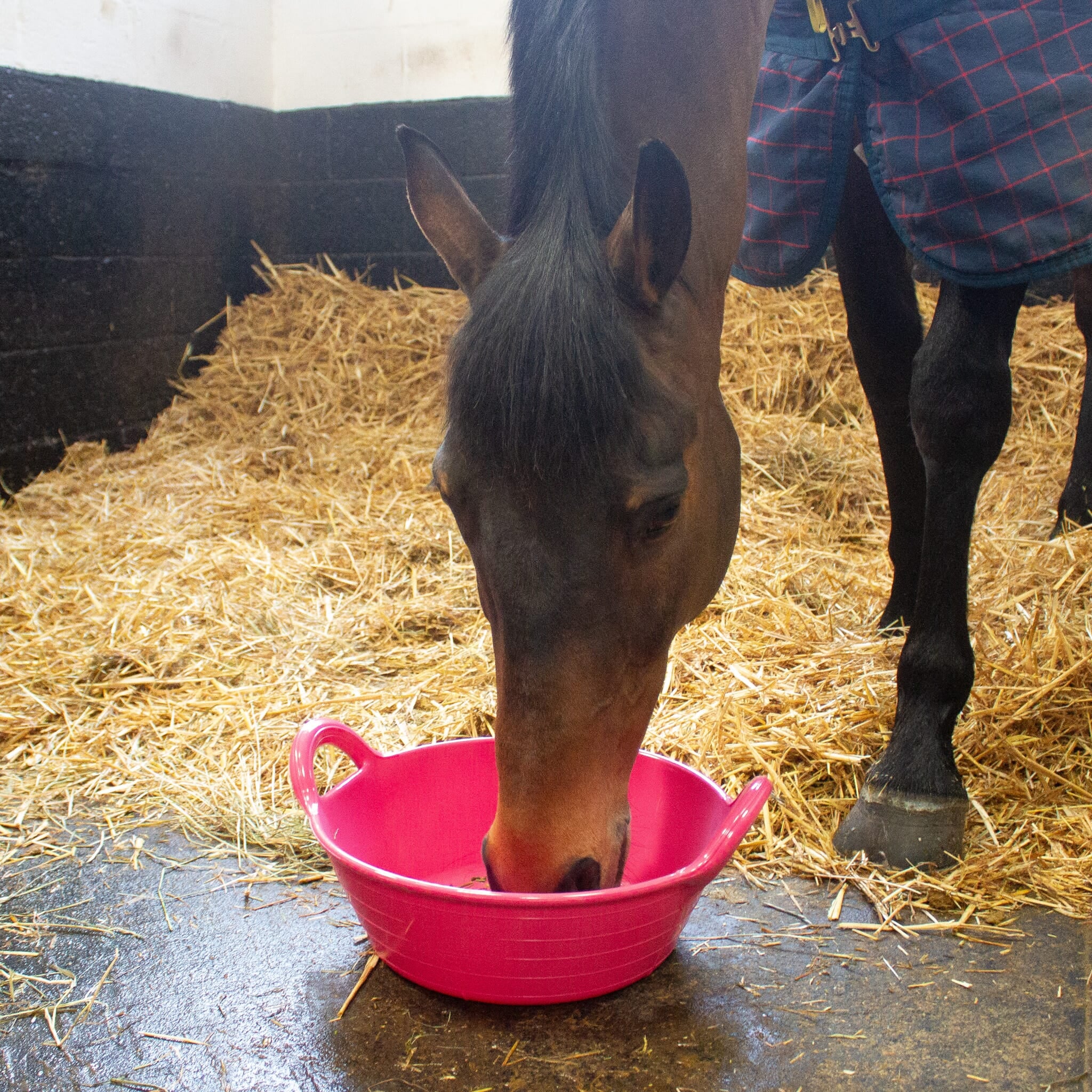 Gorilla Plas - Gorilla Plas Small Skip -Pink