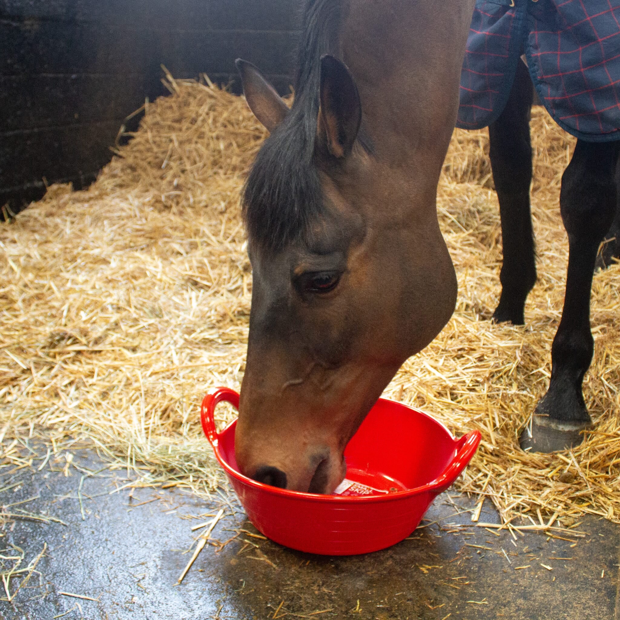 Gorilla Plas - Gorilla Plas Small Skip -Red