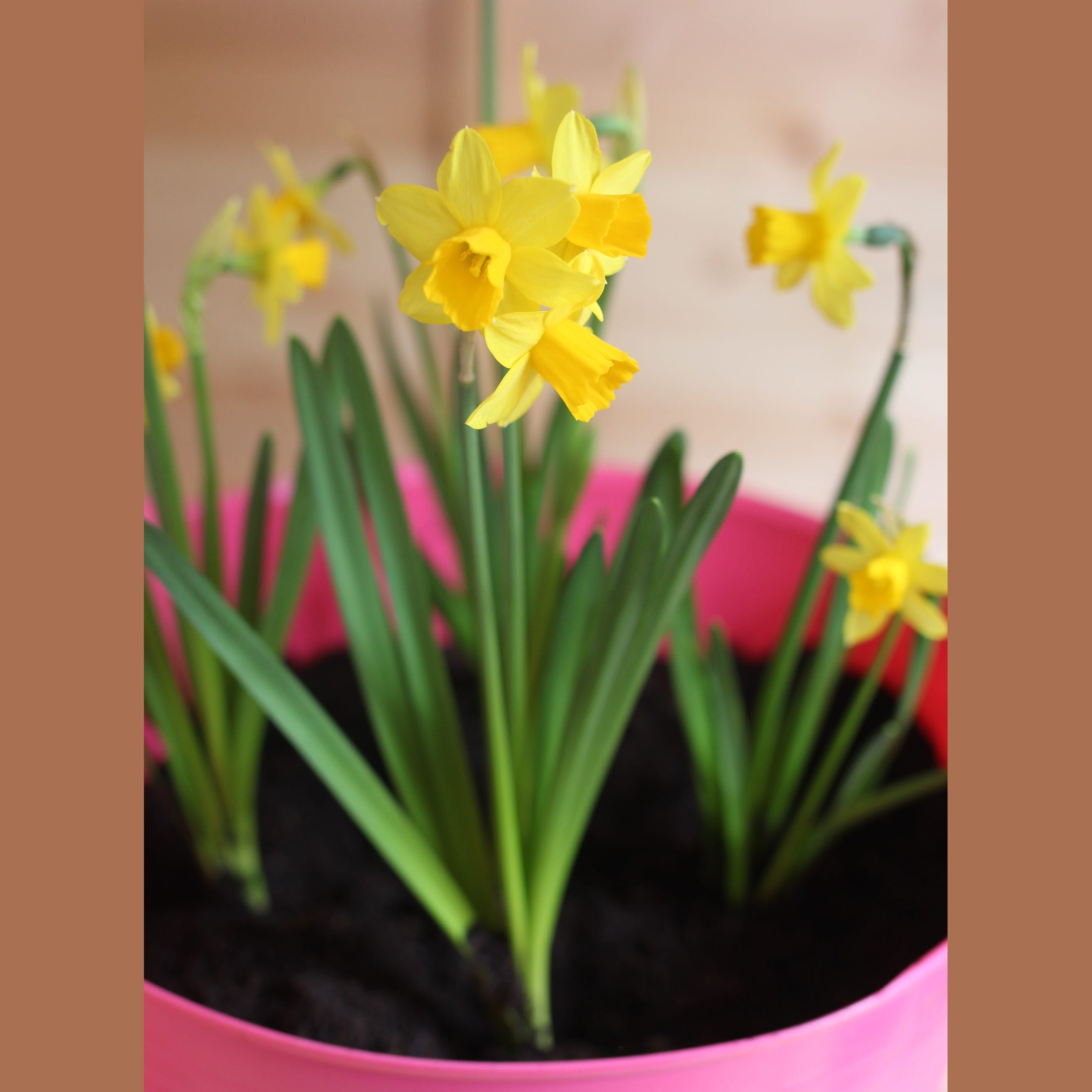 Gorilla Tubs & Recycled Black Tubs - 14L -Pink