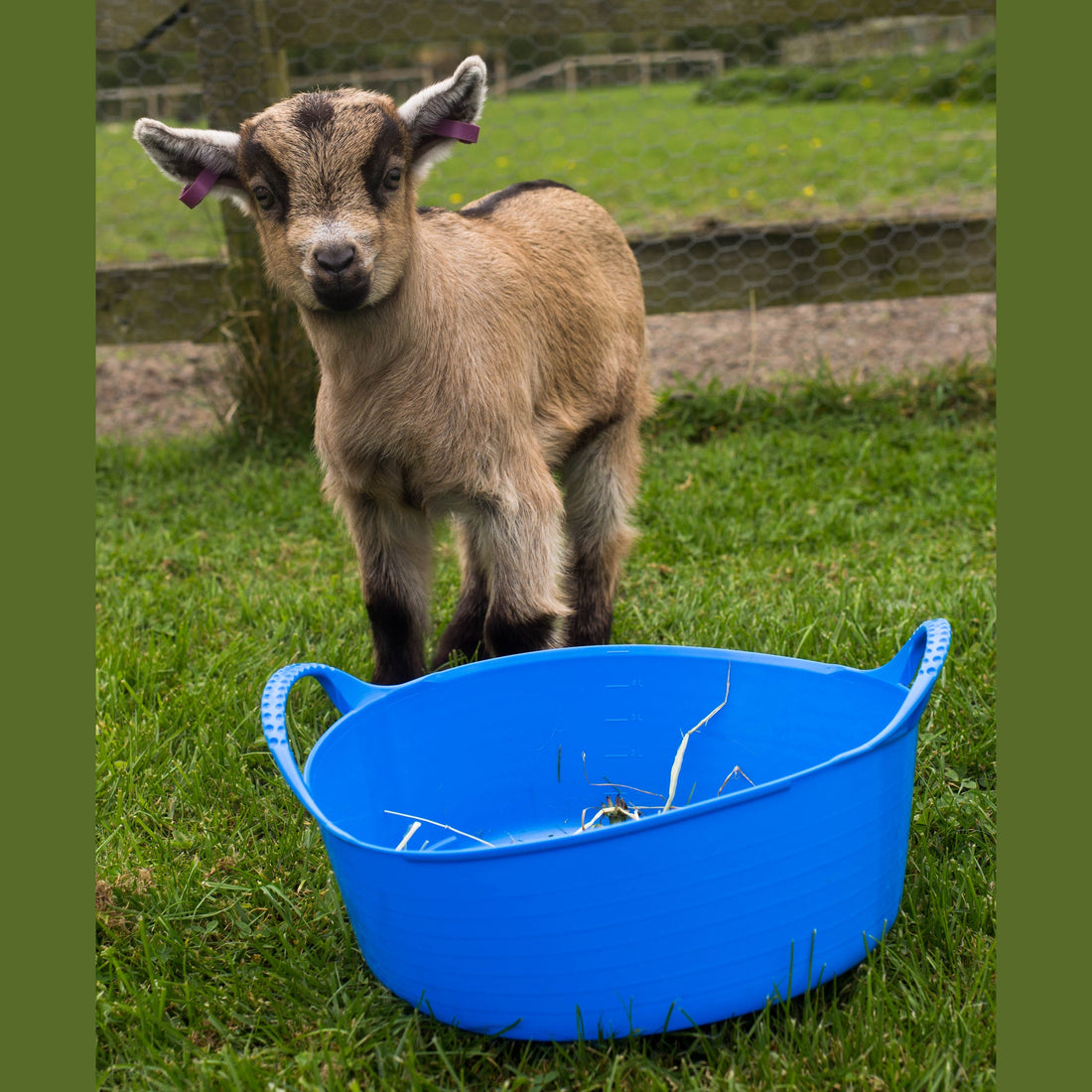 Gorilla Tubs & Recycled Black Tubs - Small Shallow 15L- Blue