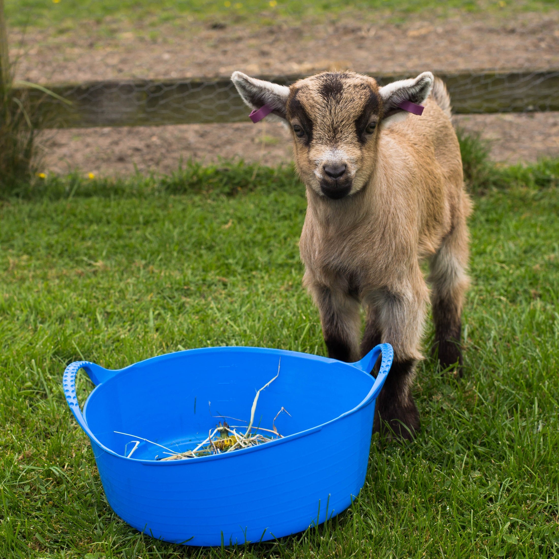 Gorilla Tubs & Recycled Black Tubs - Small Shallow 15L- Blue