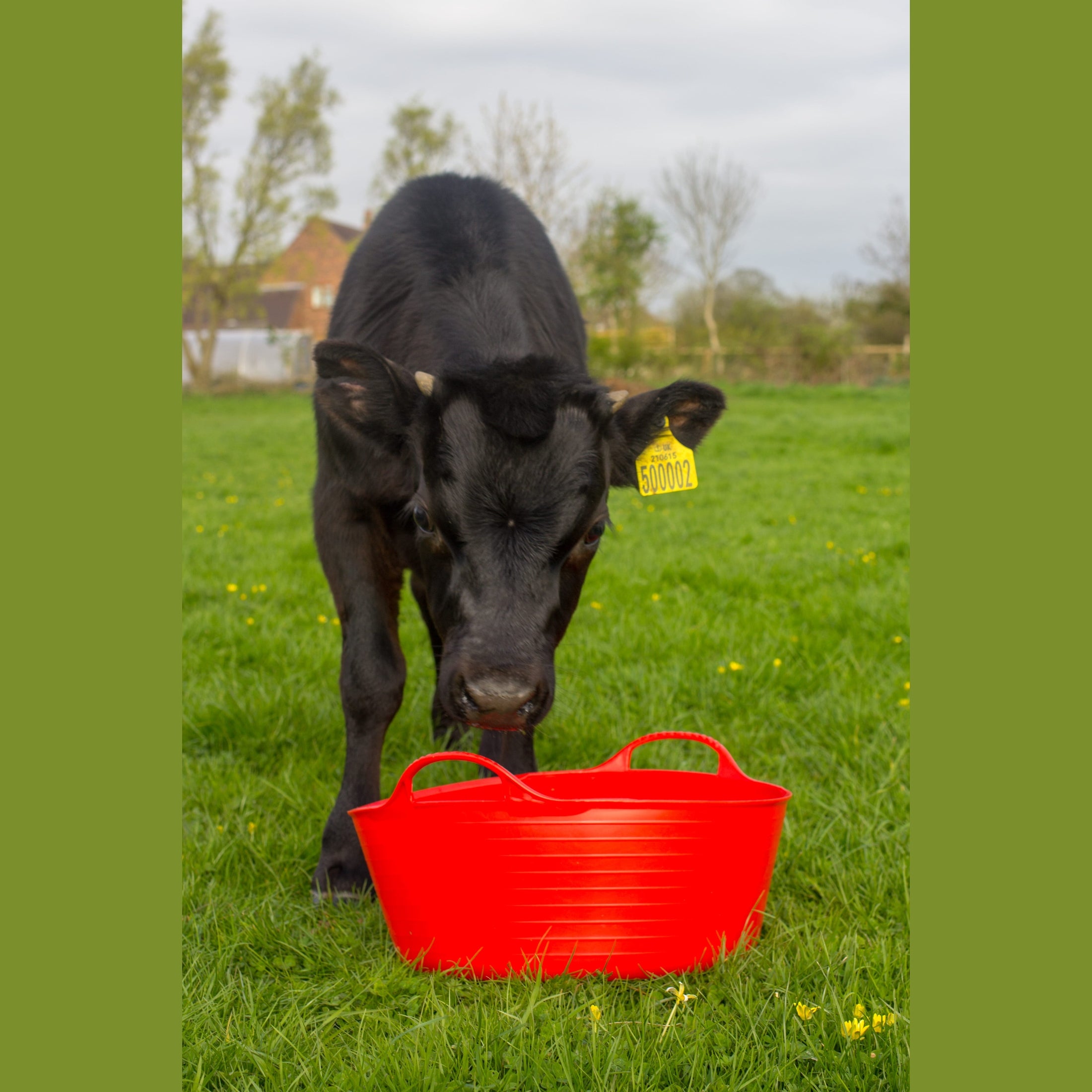 Gorilla Tubs & Recycled Black Tubs - Small Shallow 15L -Red