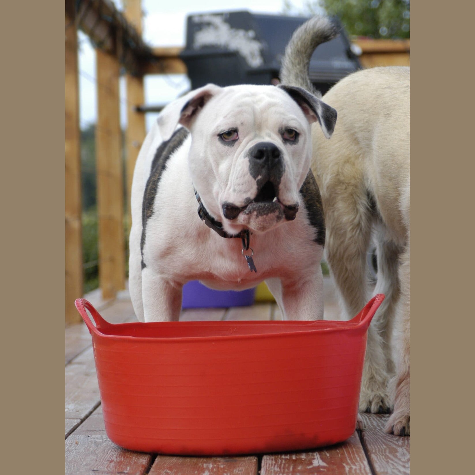 Gorilla Tubs & Recycled Black Tubs - Small Shallow 15L -Red