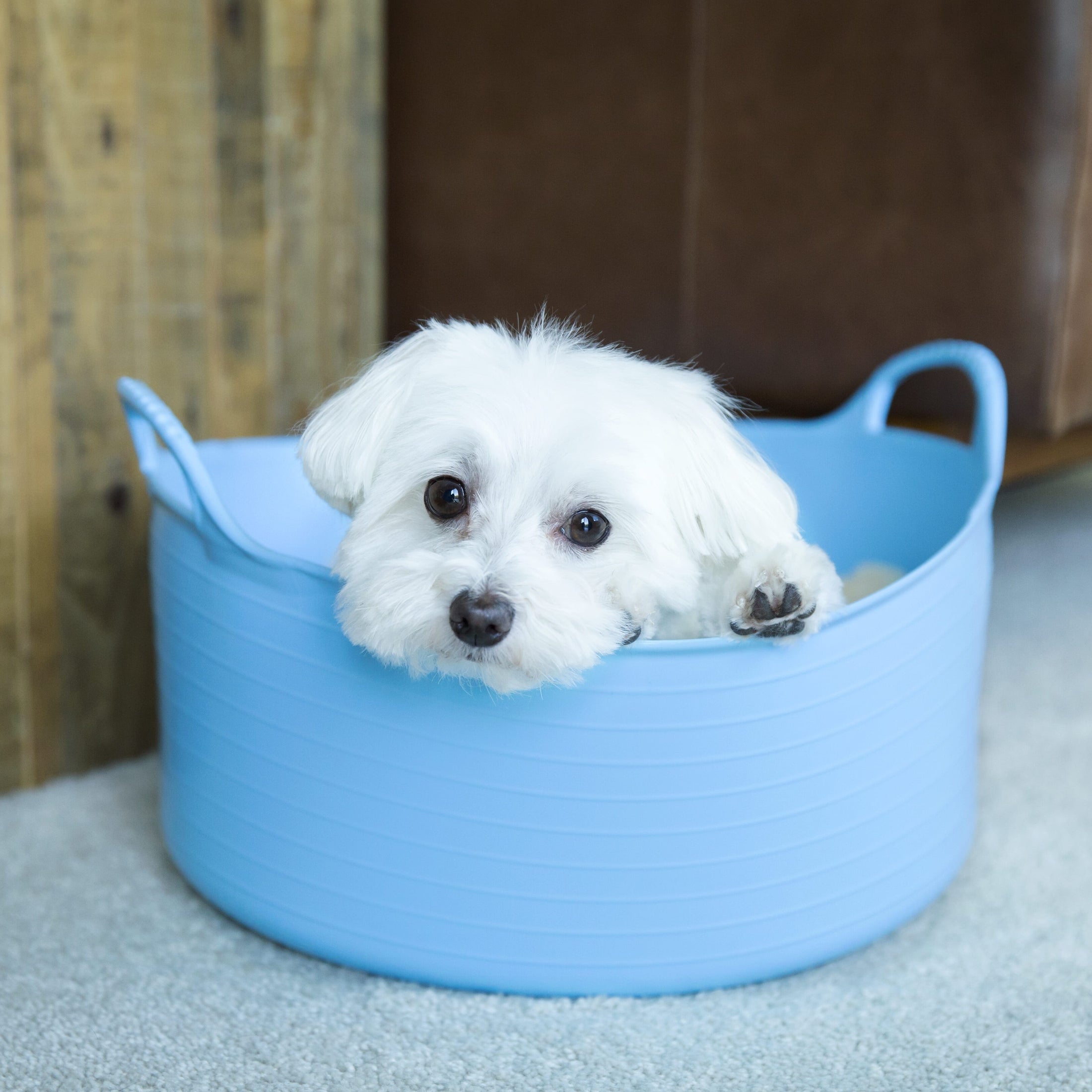 Gorilla Tubs & Recycled Black Tubs - Small Shallow 15L- Sky Blue