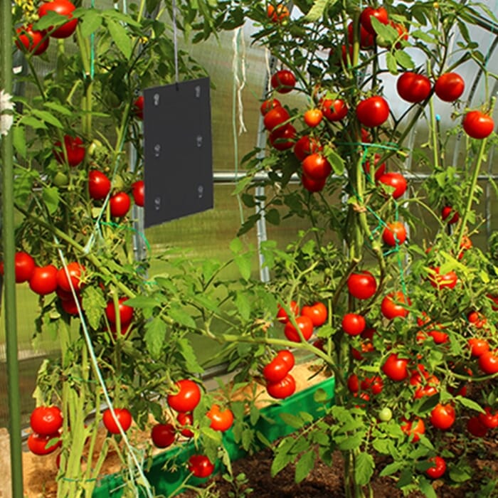 Stv Tomato Leaf Miner Trap - Twinpack ehdxb