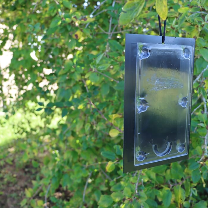 Stv Tomato Leaf Miner Trap - Twinpack ehdxb