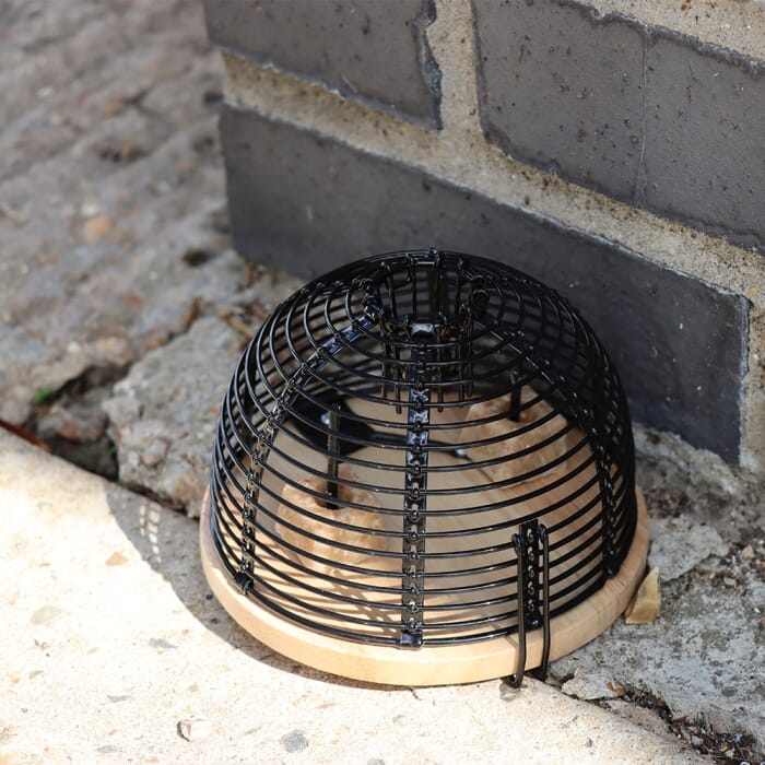 STV - Ready-Baited Live Multi-Catch Mouse Trap - Black