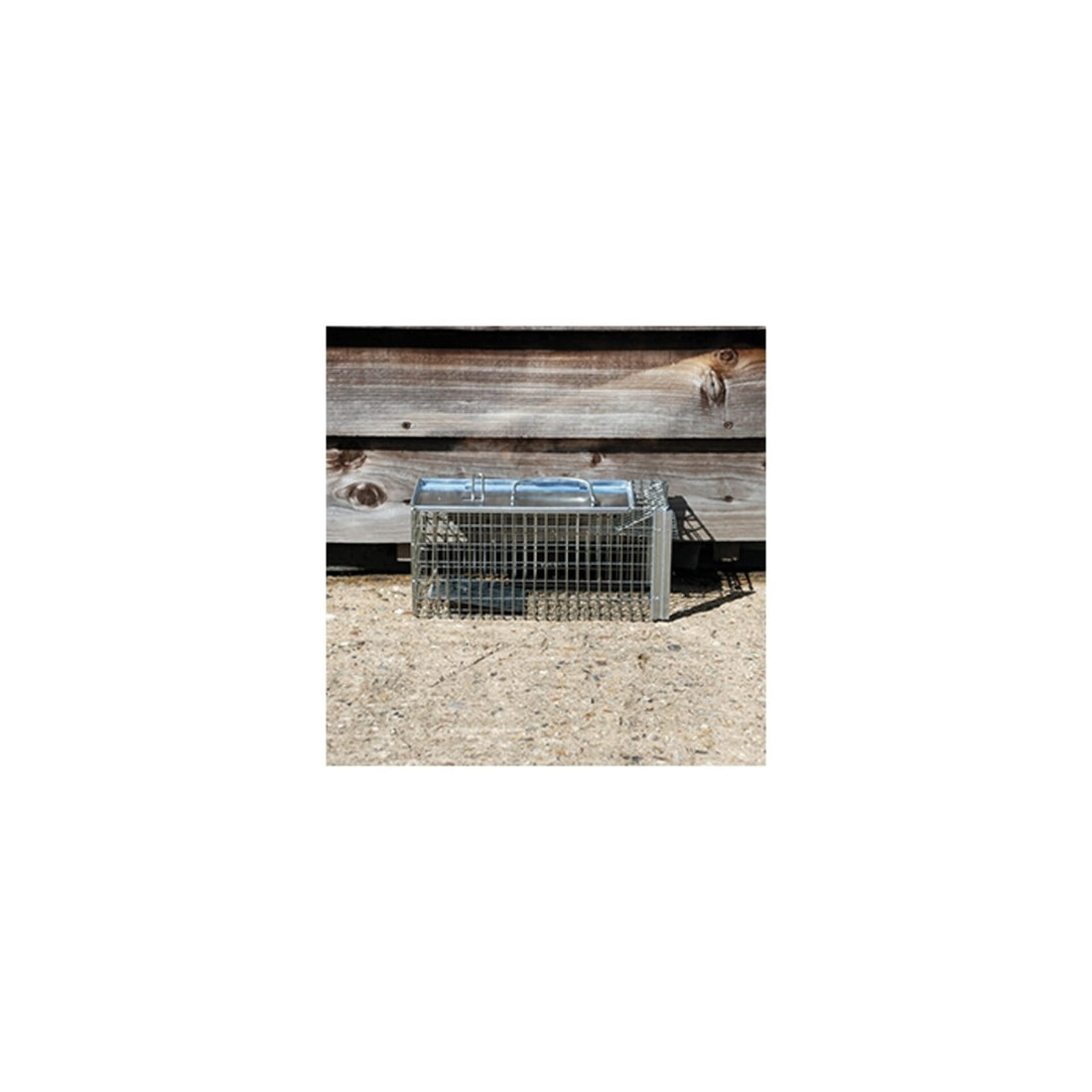 Stv Live Rat & Small Animal Cage Trap ehdxb