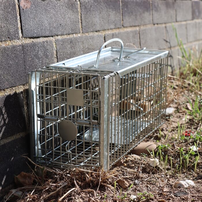 Stv Ready-Baited Rat Cage Trap ehdxb