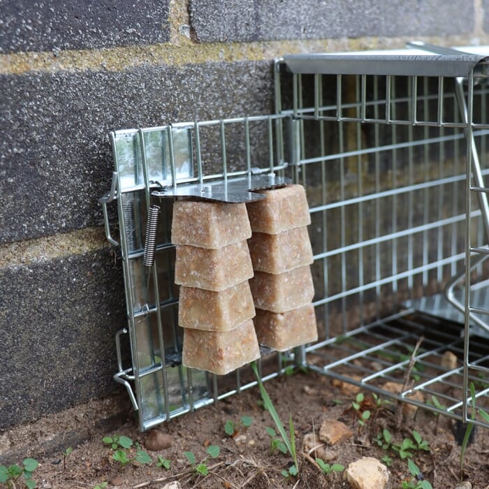 Stv Ready-Baited Rat Cage Trap ehdxb