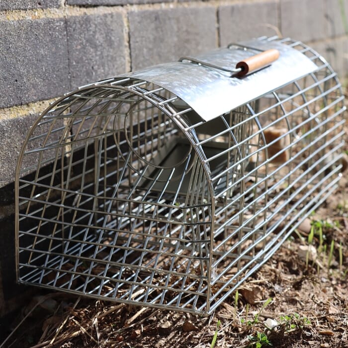 Stv Ready-Baited Multi-Catch Rat Cage Trap ehdxb