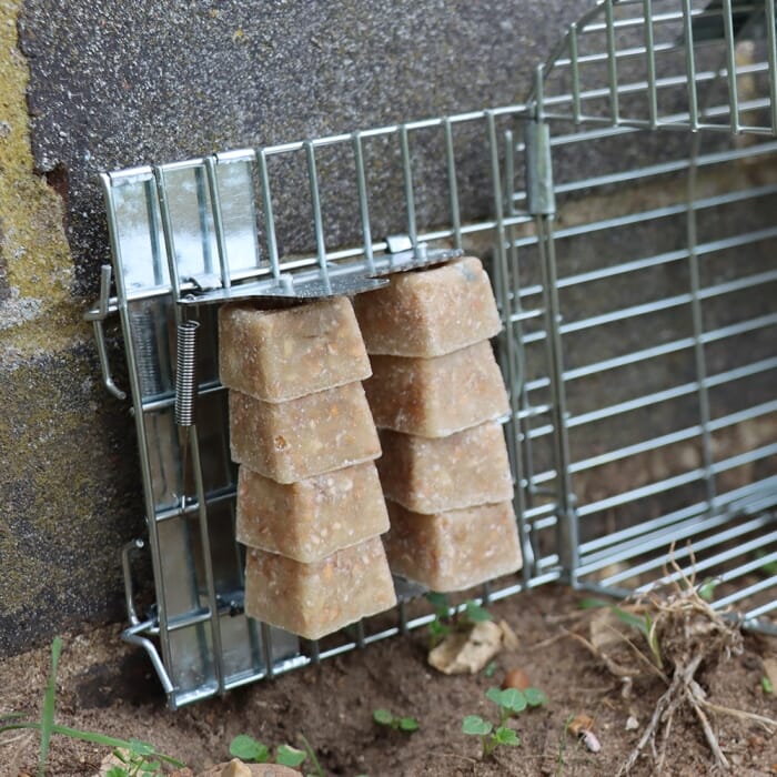 Stv Ready-Baited Multi-Catch Rat Cage Trap ehdxb