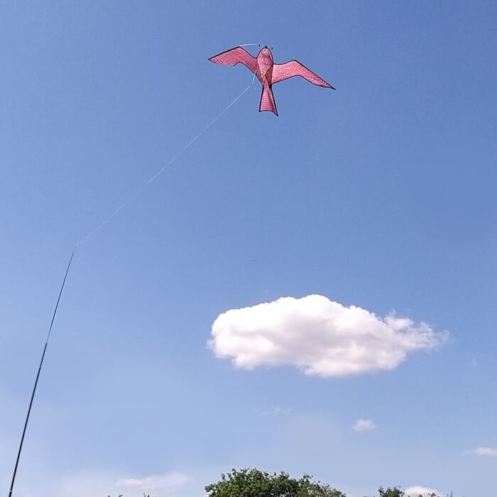 STV Hawk Kite Bird Scarer