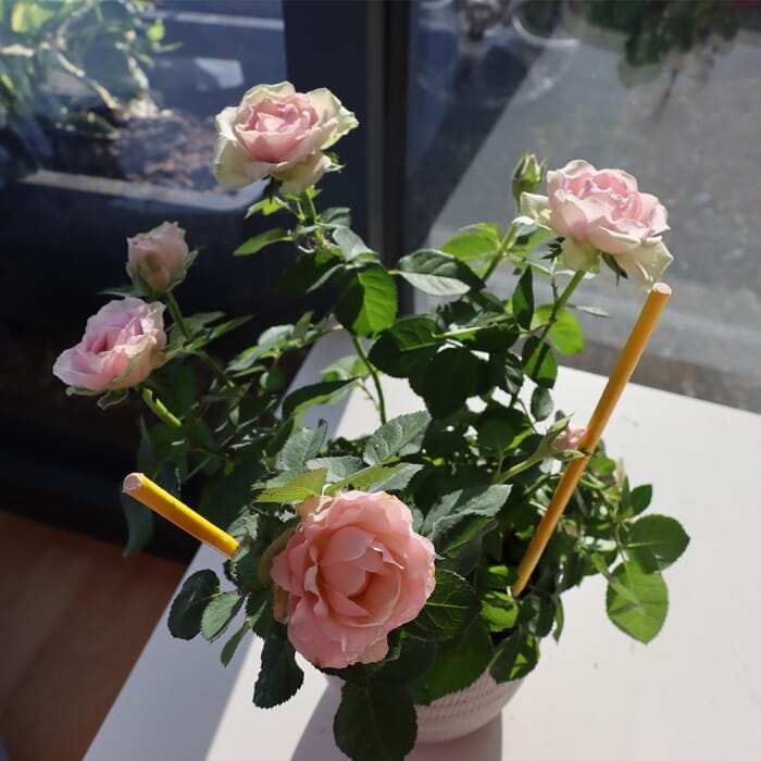 Stv Pot Plant Bug Stick - 6-Pack ehdxb