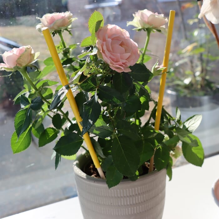 Stv Pot Plant Bug Stick - 6-Pack ehdxb