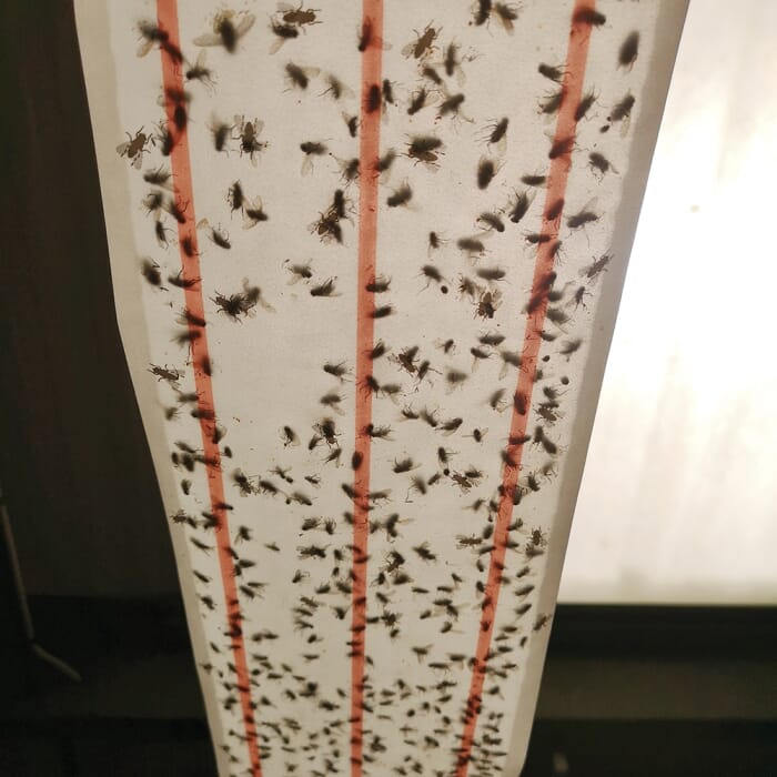 Stv Xl Sticky Fly Roll 10 meter ehdxb